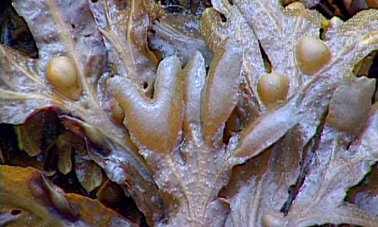 Organes reproducteurs et cellules reproductrices chez le Fucus - 3mn 13s